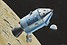Apollo: Command Module