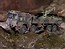 LKW 10t. mil gl (8x8 Truck)